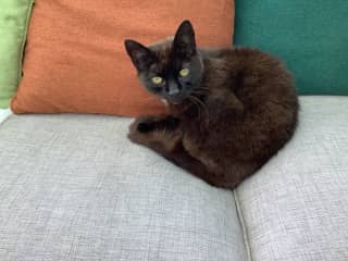 Kitty is the bigger one with softer fur & amber- coloured eyes.
She is very affectionate.