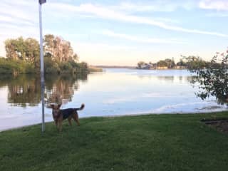 Kona on my lakefront property-Lake Tarpon