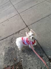 Essie in her Christmas sweater