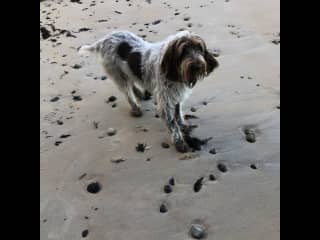 Gertrude at the beach.