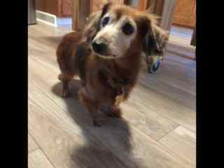 This lovely senior lady is Theodosia. Our family fostered her for several months until she was adopted.