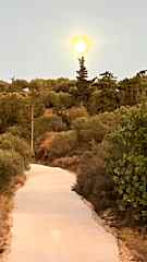 Lots of walks through the olive groves under the house.