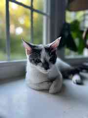 Serafina (baby)
