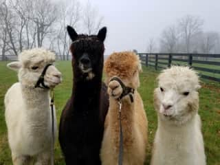 From left: Camryn, Raya, Savanna and Tinkerbelle