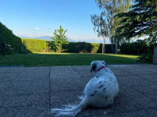 Murphy protecting the scenic private garden from the terrace.