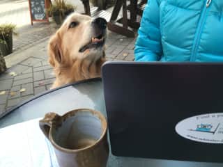 Winston and I remote working while I was pet sitting him.