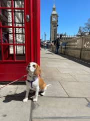 Birdie at Big Ben.