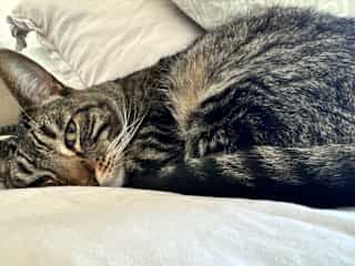 Turk