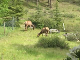 Our backyard with random wildlife (elk)