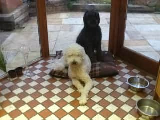 Our adorable Izzy and her Son Bentley. We just love these poodles so much.
