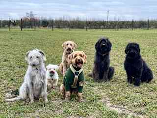 Gracie far left, Benji second on the right , in their dog walking group