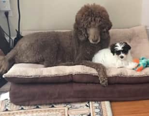 His first friend Toby