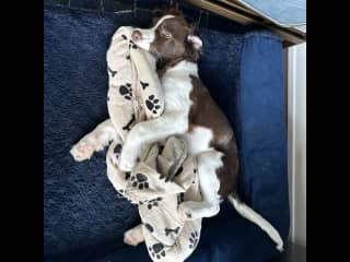Loves to snuggle blankets