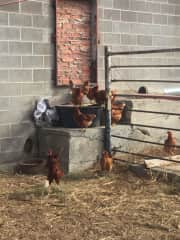 My moms chickens hanging outside the barn.