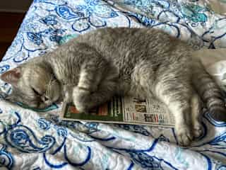 Blue Belle sleeping beauty