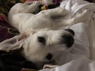 I love mom’s bed!