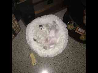 Yes there is a dog in there!