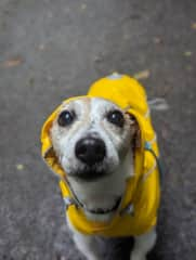 Skipper in the rain! (He doesn't mind walking in the rain, but hates going out on the balcony in the rain for some reason!)