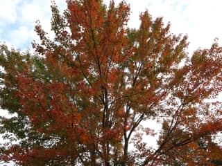 Autumn foliage