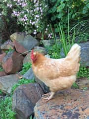 Chooky girl