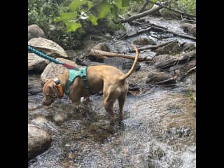 Cooling off during a trail run, location unknown