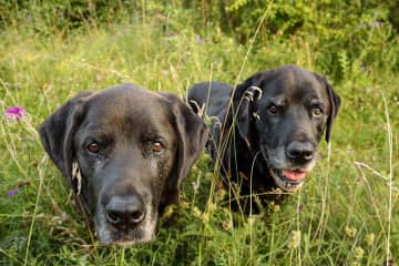 My dogs Aron and Puma back in Germany.