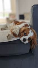 Charlie