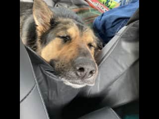 Eva taking a car nap.