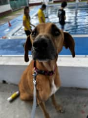 Flecha at the pool (after taking the ferry with us to Cozumel).