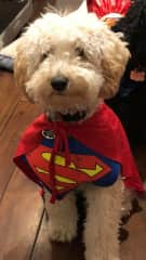 Superdog