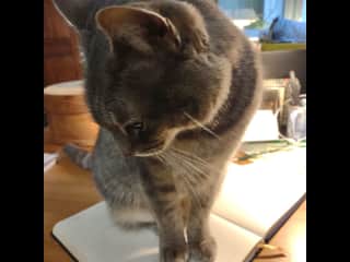 Smokey loves to help you work in the garden office.
