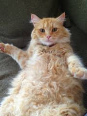 Marley is Mr. Laid Back and will readily roll over for you to rub his belly (and the white fur on his belly is curly! So cute!).