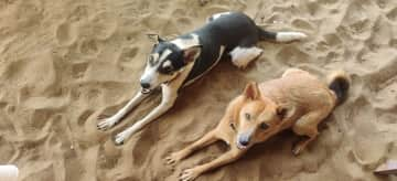 Coco & Vesino chilling at the beach