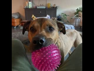 She loves this ball. Keep away is her favorite game. Good luck getting it from her. Be mindful of where you throw it in the house.