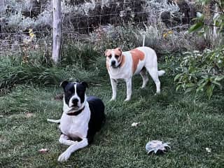 Coopie and Bode