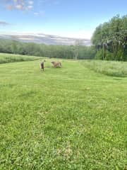They love to play in the field