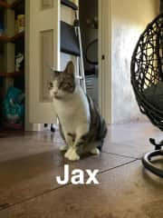 Jax is a rescue cat that showed up at our house in Pahoa as a baby at about 8 to 12 weeks old.  He is very shy and timid and loves his brother Quinn who is his best buddy.