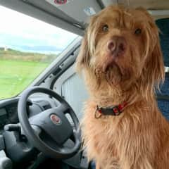 Happy in the car.  But only on the back seat!