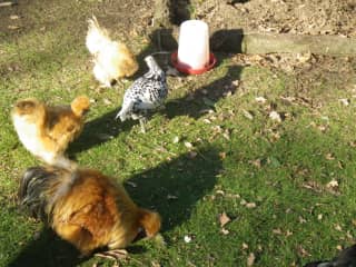 the Buff Silkies and the speckled hen feeding