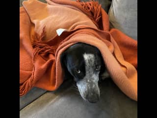Chance with his favorite color blanket