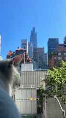 Kittie (Bodhi) and the big city
