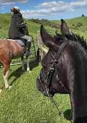 My horse Splash and his friend Midi