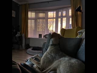 He loves to watch the sunset sky whilst resting his head on a cosy pillow.