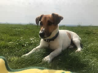 Hercules is a active bouncy dog, but just as much likes to lie down and relax after his walk, sweet and loving , loves to be stroked and cuddles up.