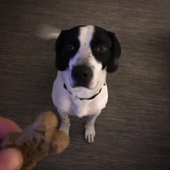 Jasper waiting for a cookie