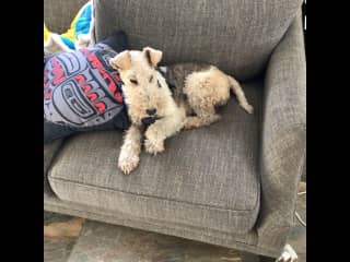 Hi I am Luna. I am strong willed but loving and thrive on walks and adventure. I am my humans say totally unreliable with recall so need to be on leash when not in the fenced yard. I am spirited and sometimes feisty and knowledge of terriers is important.
