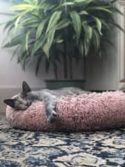 Juno is obsessed with her pink cat bed.