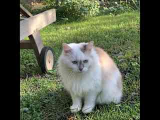 Puff inspecting the garden
