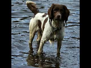 Ollie enjoys swimming