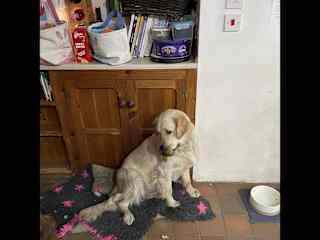 I sometimes don't realise how big I am & if I get excited I might confuse you for a toy but I definitely don't want to hurt you.
My recall isn't as good as my brother Buddy but I do tend to follow him.